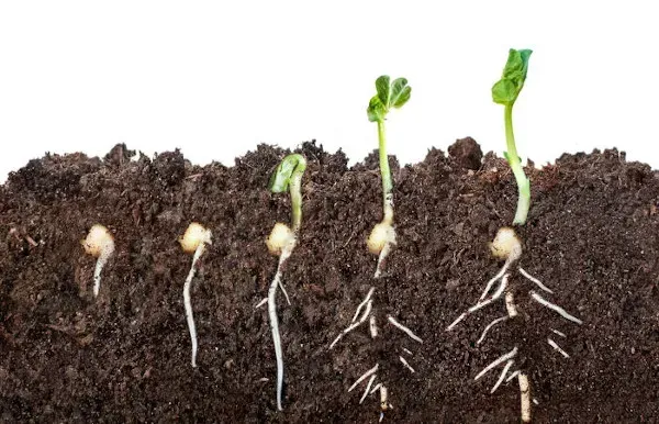 Germinação de planta.