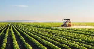 Campo cultivado